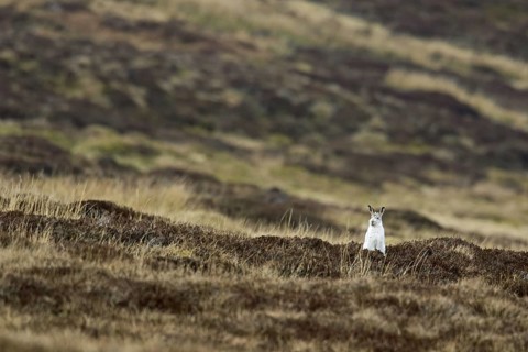 Mountain hare (Lepus timidus), Alpine hare, snow hare in white winter pelage foraging in heathland