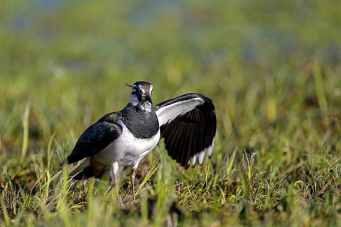 Northern lapwing (Vanellus vanellus), tempting, distracting an enemy from the nest, Dümmer, Lower