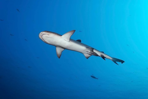 Whitetip reef shark (Triaenodon obesus) male, from below, sexual characteristic Klasper, swimming