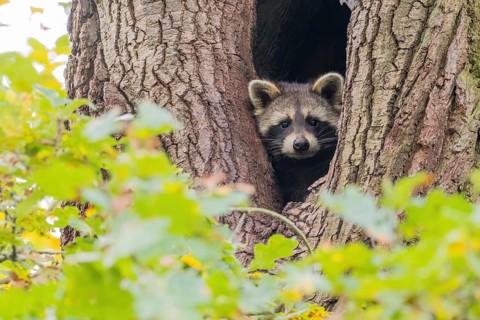 Raccoon (Procyon lotor) looking out of its tree den, autumnal ambience, Hesse, Germany, Europe