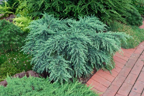 Cedrus deodara 'Feelin Blue'