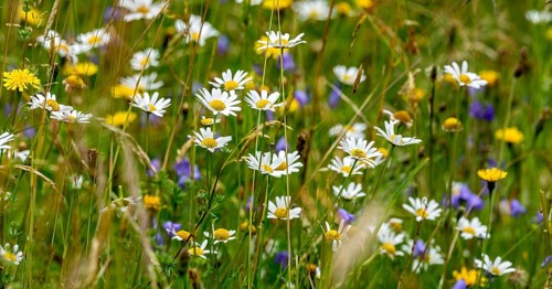 Flowering marguerites (Leucanthemum), colourful flowers, grasses and insects in a wild, natural