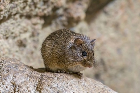 Hispid cotton rat (Sigmodon hispidus) rodent native to South America, Central America, and southern