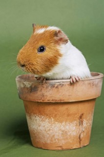 Two parti-colored cavy, guinea pig (Cavia porcellus) in flowerpot