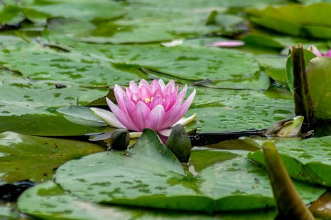 Water lily (Nymphaea), Münsterland, North Rhine-Westphalia, Germany, Europe