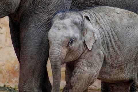 Asian elephant (Elephas maximus), juvenile and cow elephant, captive, distribution southern and