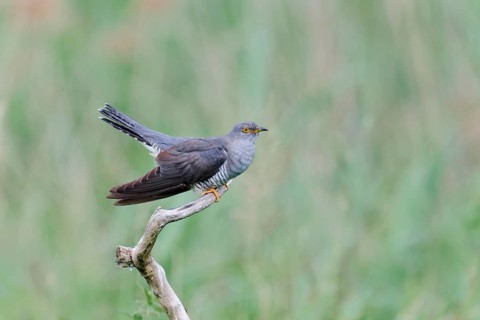 Common cuckoo (Cuculus canorus) male, Lower Saxony, Germany, Europe