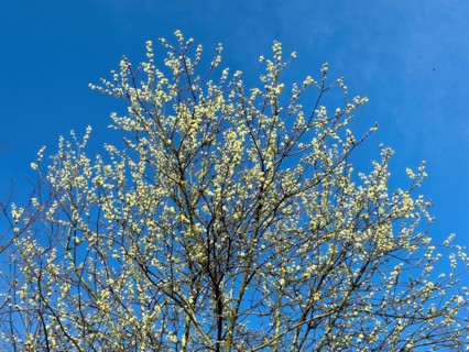 Native tree Shrub from the willow family goat willow (Salix caprea) Sal willow Palm willow sprouts