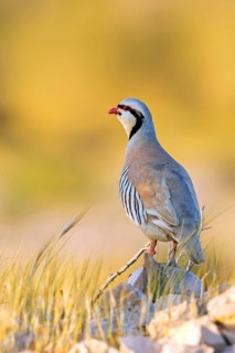 Chukar partridge, (Alectoris chuka), Israel, Middle East, Asia