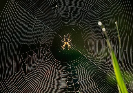 Cross spider (Araneus) sitting in a spider web, Lower Saxony, Germany, Europe