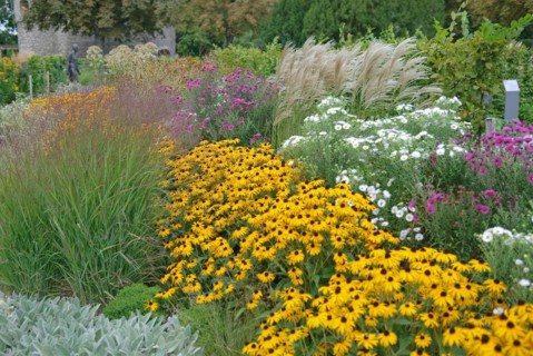 Coneflower, coneflower (Rudbeckia fulgida 'Goldsturm'), Japanese blood grass (Imperata cylindrica