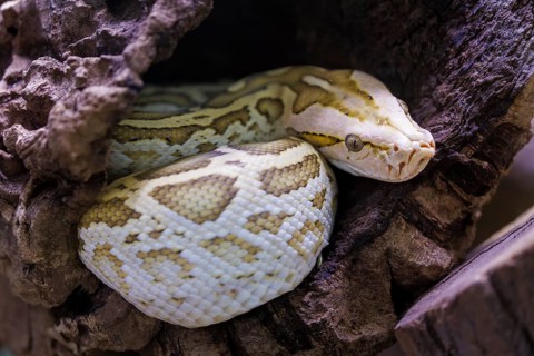 Dark tiger python (Python bivittatus), Germany, Europe