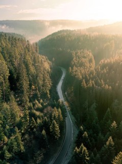 The golden light of sunset on a mountain road surrounded by pine trees, Black Forest, Germany,