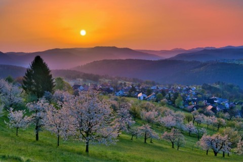 View of the village of Nuglar at sunrise, orchard with flowering cherry trees (Prunus avium),