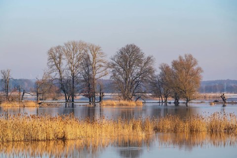 Winter floods, trees and flooded meadows in the floodplains along the river Oder, GroÃŸ Neuendorf,