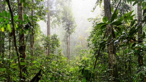 Rainforest, IIranduba, Manaus State of Amazonas, Brazil, South America