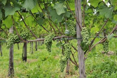 Grapes on grapevine in vineyard for the production of Blauburgunder wine at Maienfeld, Switzerland,