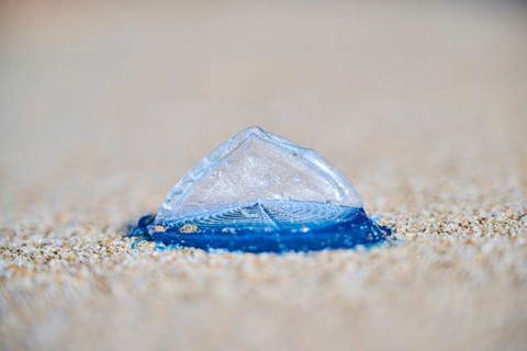 Sea (Velella velella) raft jellyfish lying on the sand on a beach, near Tarragona, Catalonia,
