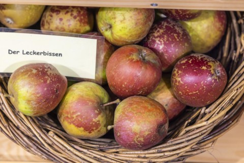 Old apple variety Der Leckerbissen, species conservation and preservation of old plant varieties,