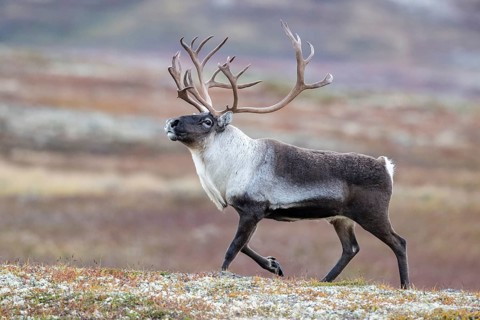 Wild mountain reindeer (Rangifer tarandus tarandus), bull in autumn tundra, Forollhogna National