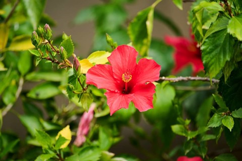 Rose mallow (Hibiscus moscheutos), blossom, Spain, Europe
