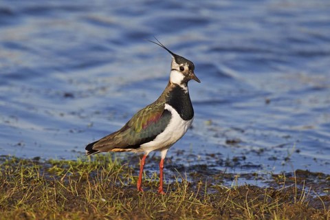 Northern Lapwing (Vanellus vanellus) foraging on lake shore, Germany, Europe