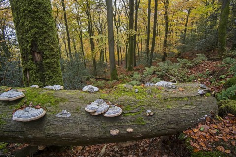 False tinder fungus, hoof fungus, tinder conk, tinder polypore (Fomes fomentarius) (Polyporus