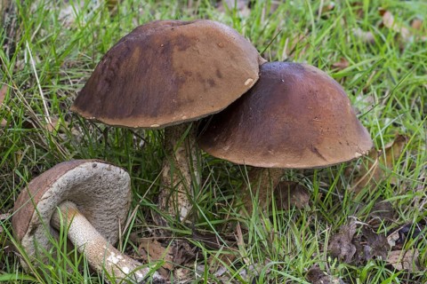 Rough-stemmed bolete, scaber stalk, birch bolete (Leccinum scabrum) (Boletus scaber)
