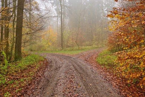 Fork, forest path, deciduous forest, colourful, fog, autumn, Helmstadt, Würzburg, Franconia,