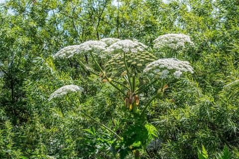Giant hogweed (Heracleum mantegazzianum) in Hörte, Skurup community, Scania, Sweden, Scandinavia,