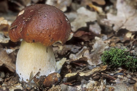 Cep, penny bun, porcino, king bolete (Boletus edulis)