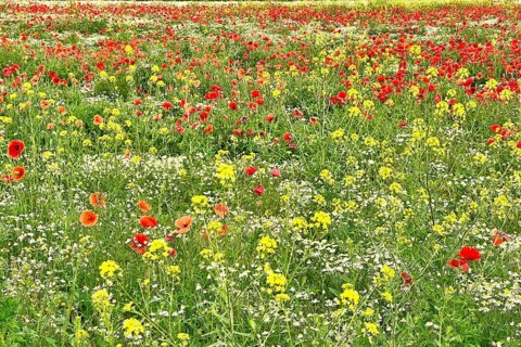 Poppy (Papaver) wild chamomile (Matricaria chamomilla) Flowering strip, sunrise, summer meadow,