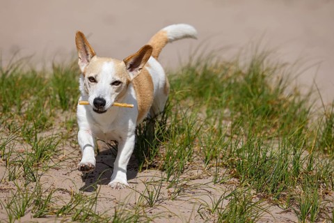 Dog, Jack Russell Terrier, running with treat in mouth, dog breed, domestic dog (Canis lupus
