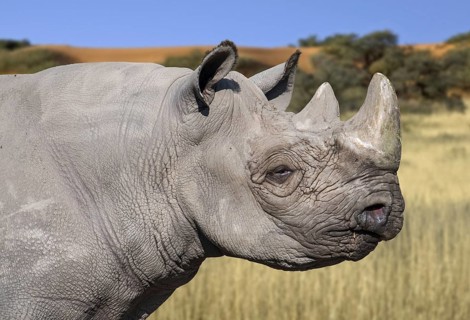 Eastern black rhinoceros, East African black rhinoceros, eastern hook-lipped rhinoceros (Diceros