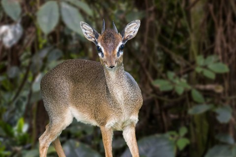 Kirk's dik-dik (Madoqua kirkii) male, small antelope native to Eastern Africa