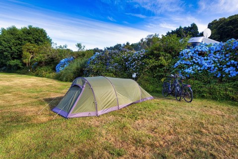 Tunnel tent in a meadow, camping, sustainable tourism, Cornwall, South England, England, United