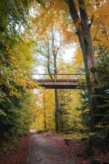 Path through the forest with bridge of the treetop walk in autumn, Sommerberg, Bad Wildbad, Black