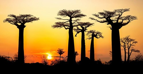 Avenue of the Baobabs, Grandidier's baobab trees silhouetted against orange sunset sky, Menabe