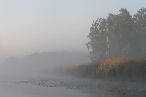 Birch forest near the shore in the fog on the Trebel River, Peene Valley River Landscape nature