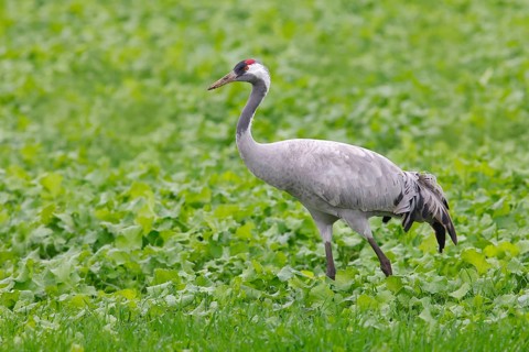 Crane, common crane (Grus grus) standing in a sugar beet field in autumn, Rehdener Geestmoor,