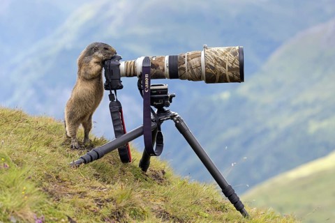 Curious Alpine marmot (Marmota marmota) behind wildlife photographer's Canon camera with large