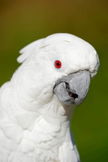 White cockatoo (Cacatua alba), portrait, captive, occurrence in Indonesia