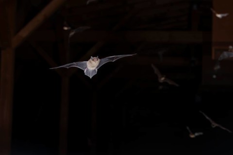 Common pipistrelle (Pipistrellus pipistrellus), swarming in the attic shortly in front of going