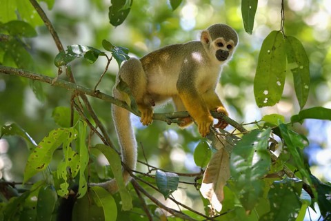 Male Guianan squirrel monkey or Common Squirrel Monkey (Saimiri sciureus) in a tree, Amazonia,