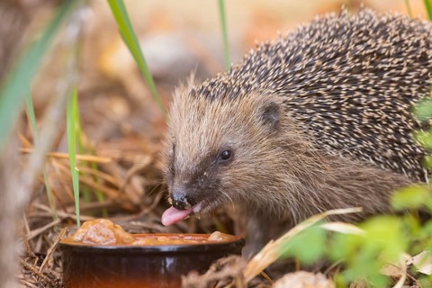 A young hedgehog just woken up from hibernation, having its first meal. Here it was fed with cat