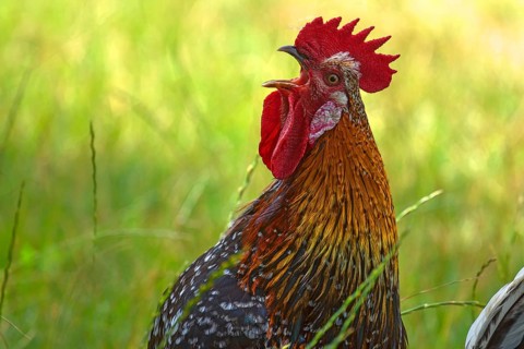 Crowing cock (Gallus domesticus) in the countryside, Meckloenburg-Vorpommern, Germany, Europe