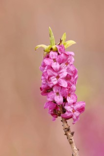 Daphne (Daphne mezereum), flowers and leaf shoots, Wilnsdorf, North Rhine-Westphalia, Germany,