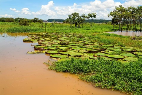 Victoria or Giant lilies (Victoria boliviana) on the Amazon River, Brazil, South America