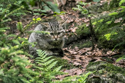 European wildcat (Felis silvestris silvestris) kitten, hiding in undergrowth in forest