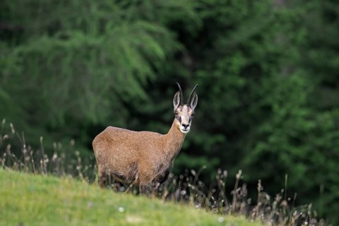Chamois (Rupicapra rupicapra) female in summer on mountain meadow at forest edge in the European